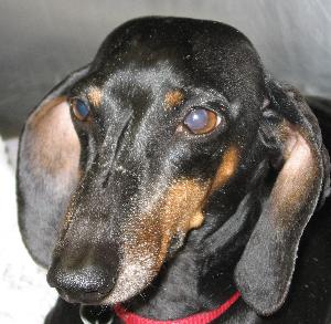 black and brown dog