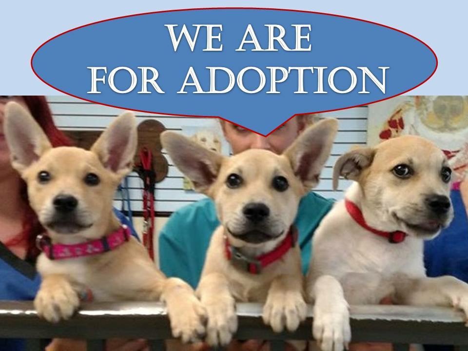 We are for adoption