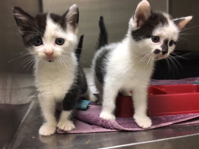 black and white kittens